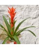 Guzmania